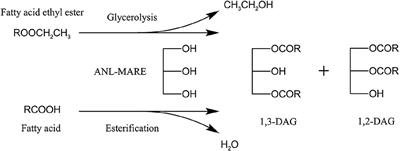 Enzymatic Synthesis of Diacylglycerol-Enriched Oil by Two-Step Vacuum-Mediated Conversion of Fatty Acid Ethyl Ester and Fatty Acid From Soy Sauce By-Product Oil as Lipid-Lowering Functional Oil